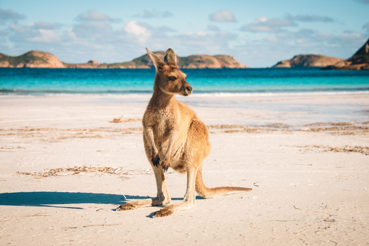 Austrálie: Un kangourou sur une plage de Lucky Bay dans le parc national de Cape Range