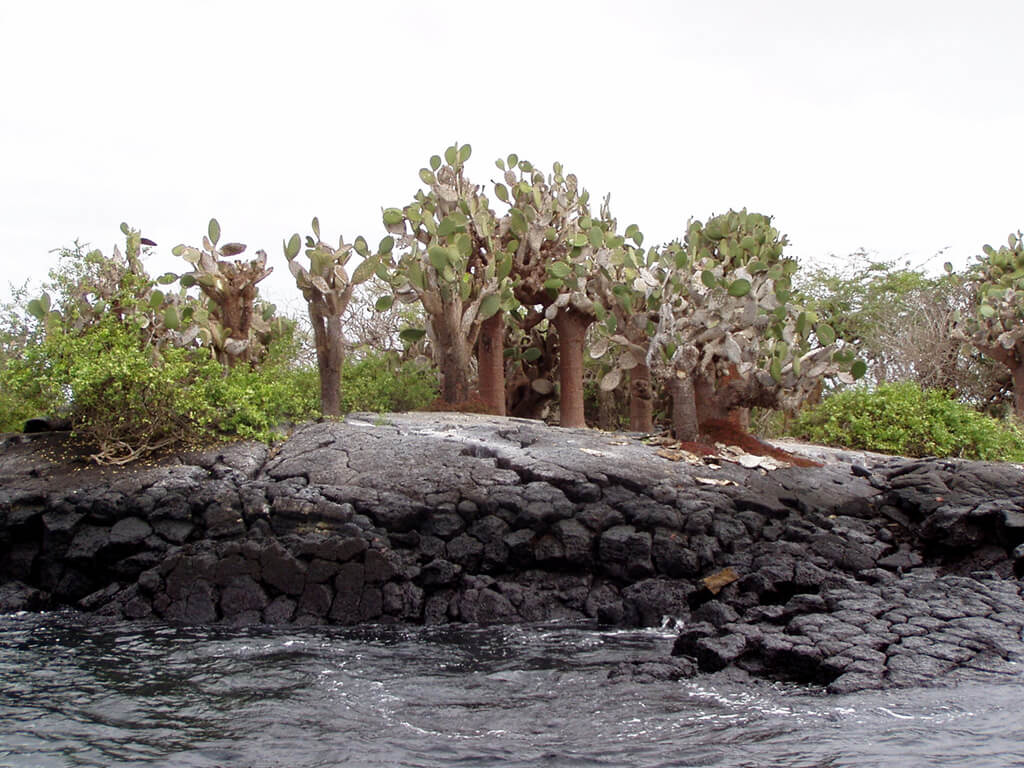 Ostrov Baltra : 