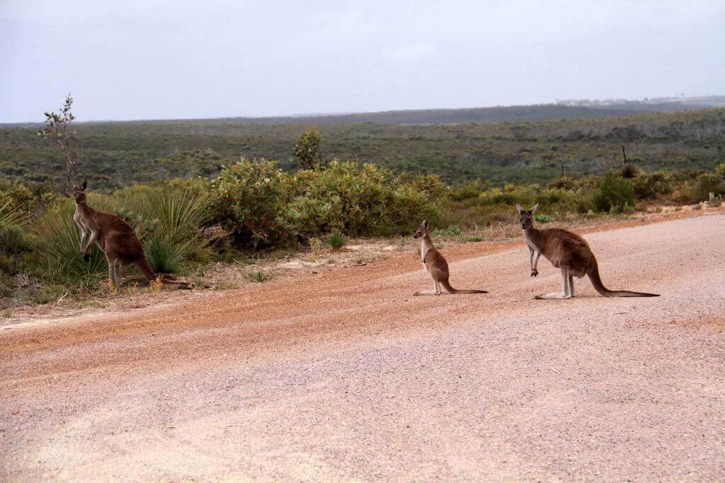 Národní park Cape Arid : 