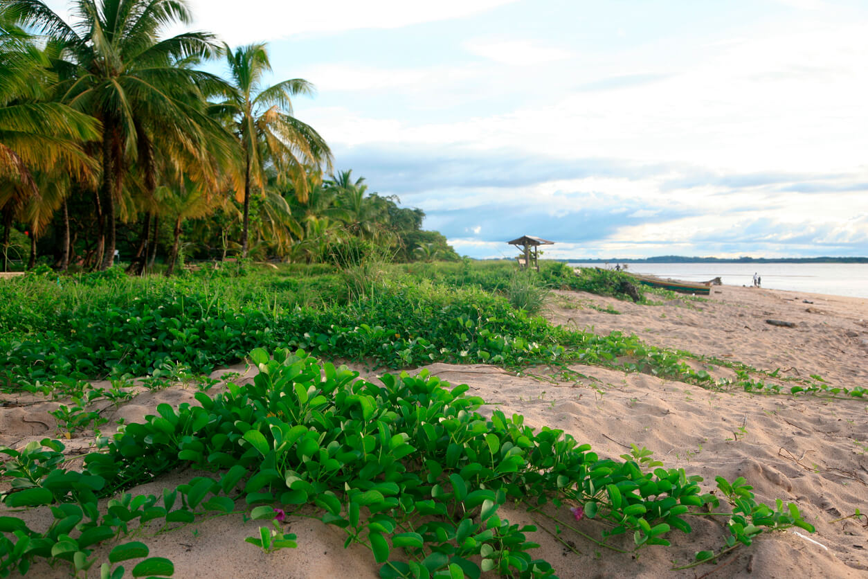 Francouzská Guyana: Plage des Hattes à Yalimapo, Guyane française