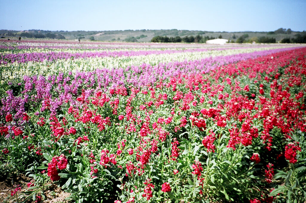 Počasí Lompoc Kdy Jet Do Lompoc? Podnebí A Klima. Kam a kdy