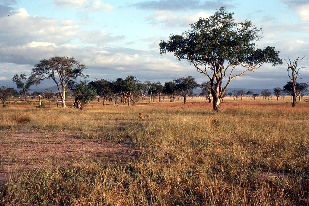 Národní park Mikumi : 