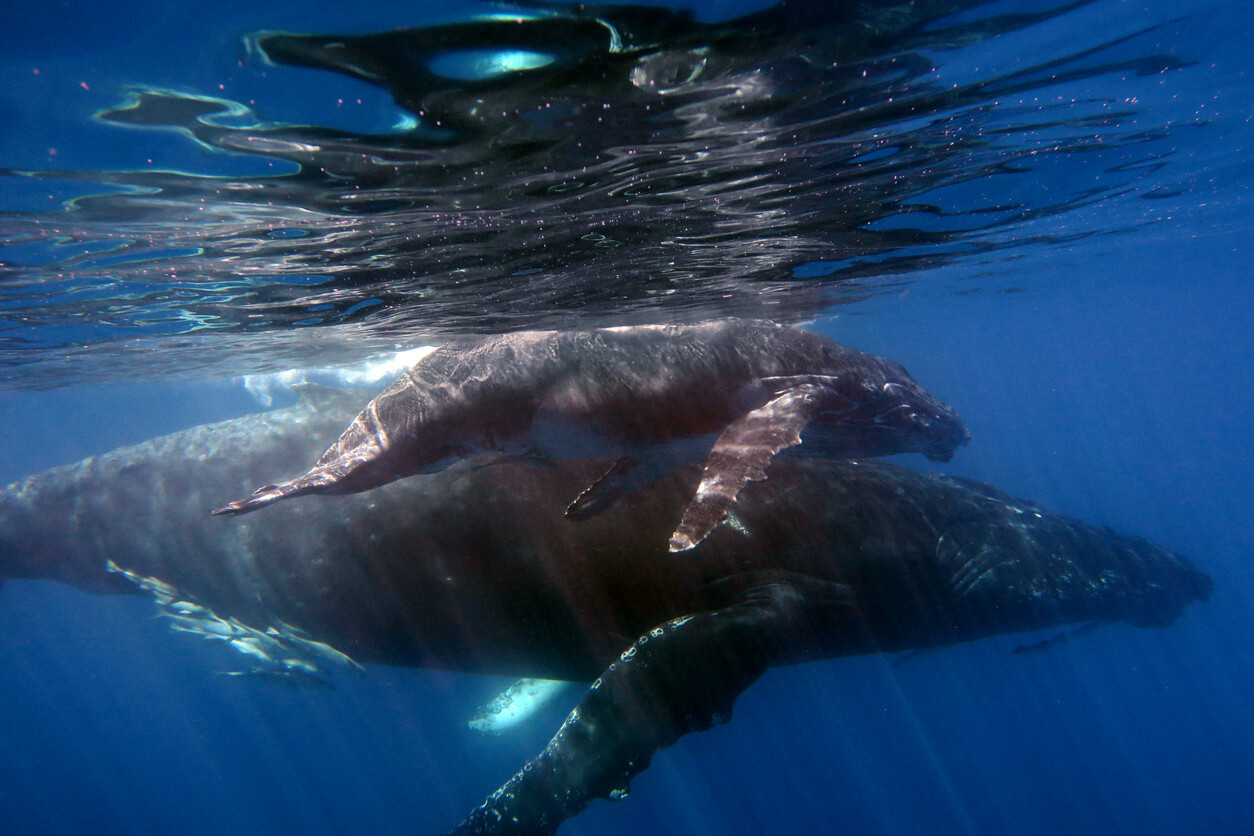 Ostrov Nosy Boraha : Les baleines à bosse à Sainte-Marie