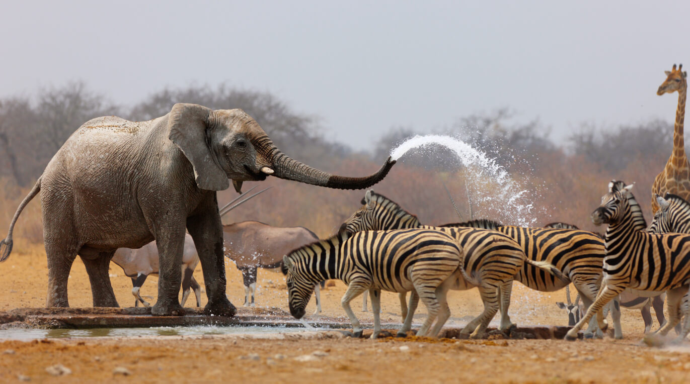 Národní park Etosha : Etosha