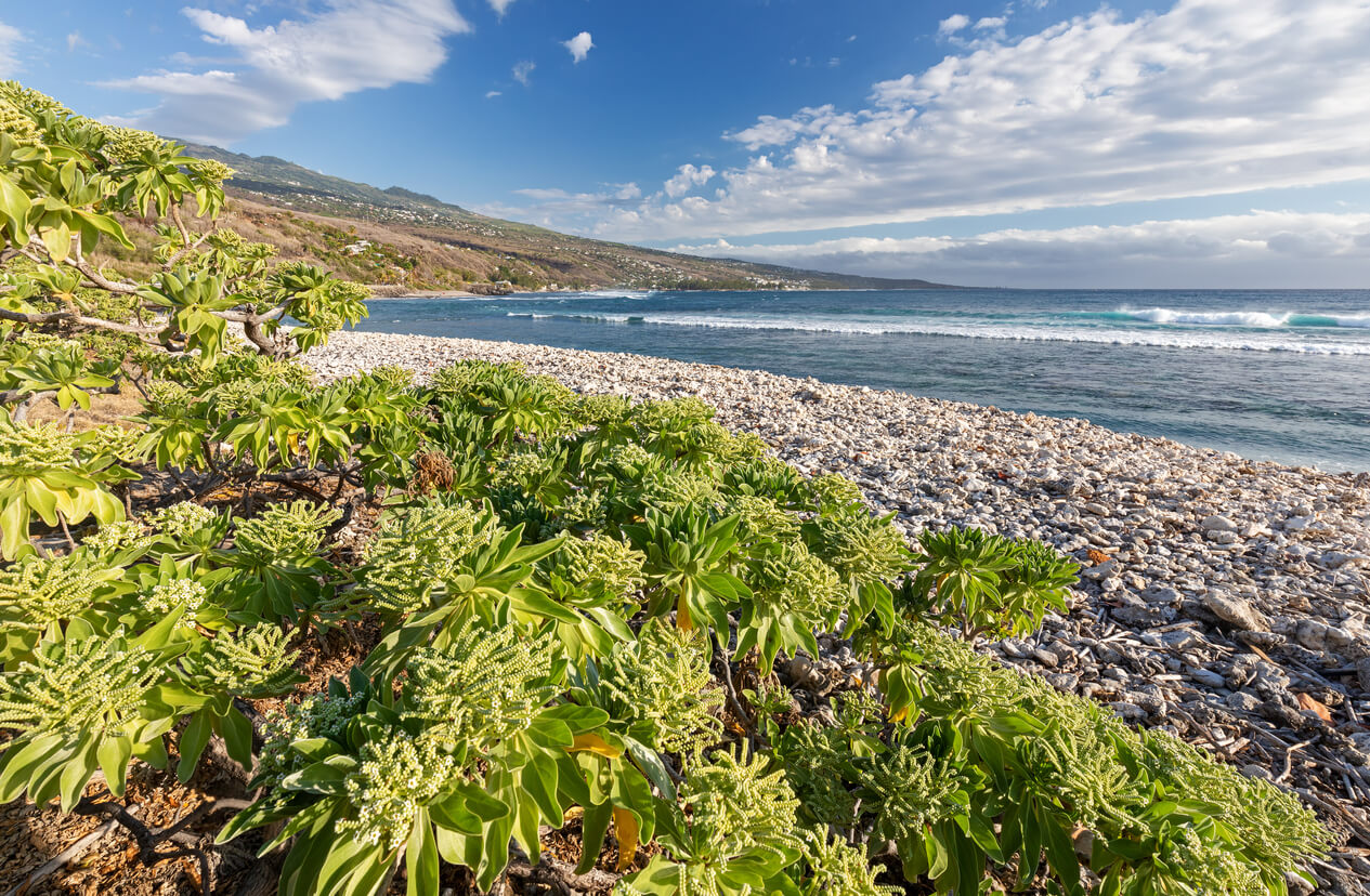 Saint-Leu : Ville de Saint-Leu