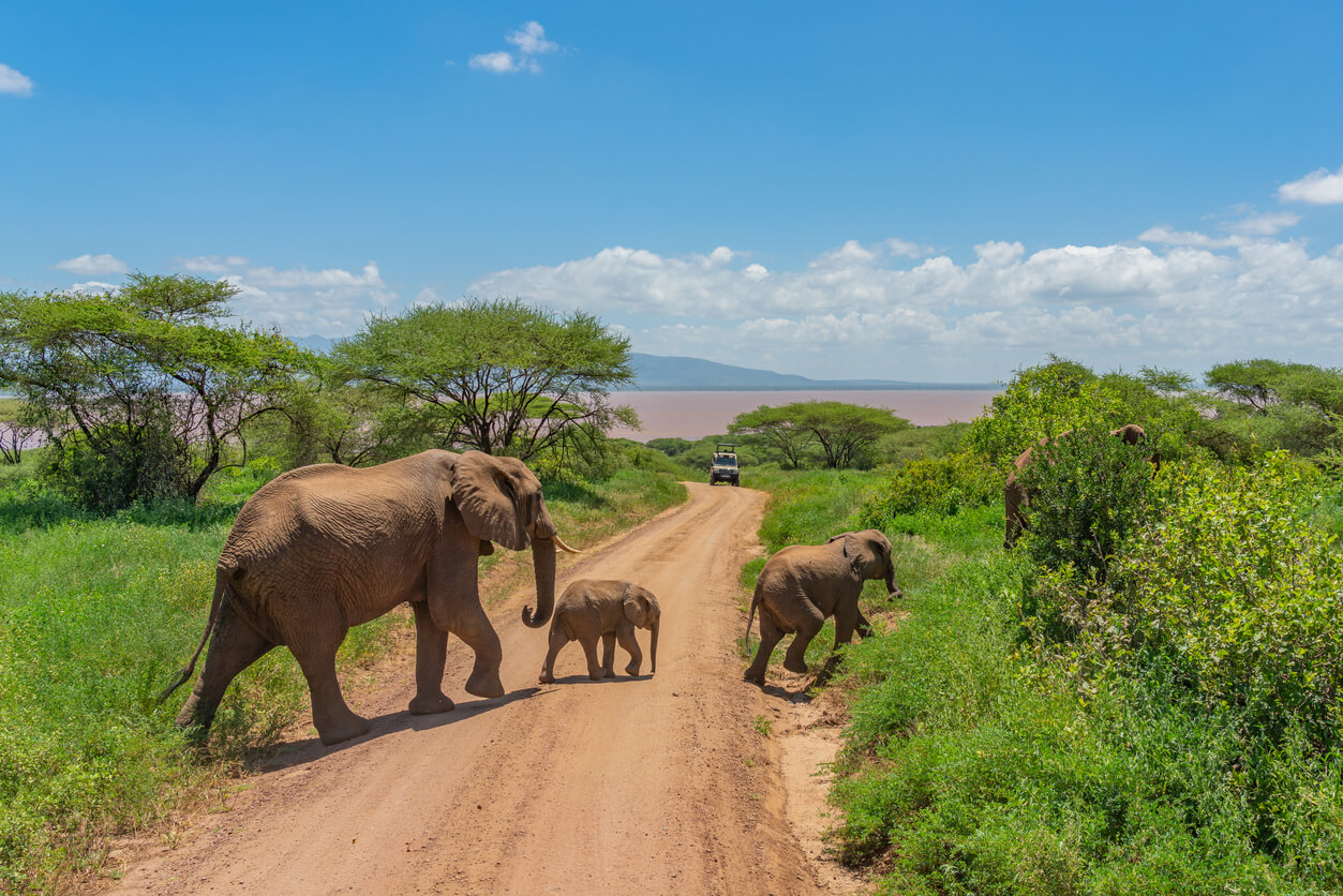 Národní park Tarangire : Le parc national de Tarangire