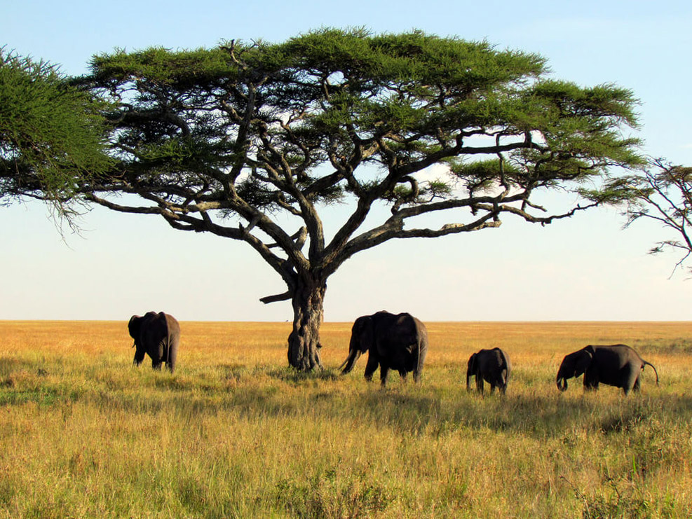 Národní park Upper Niger : 